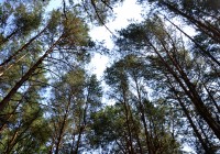 14 августа. Утро в Смоленске: запрет на посещение лесов и сплошные проверки