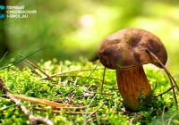 5 простых и вкусных рецептов из грибов