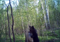 Медведя из «Смоленского Поозерья» сняла скрытая камера