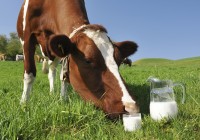 Смоленские молочные автоматы появятся в Крыму и Оренбурге