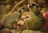 Смоленский зоопарк отметит День защиты животных