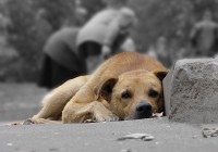 Смоляне вновь соберутся для помощи бездомным животным