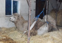 Верблюд Васька по-прежнему в ожидании операции