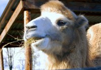 Смоляне помогли подготовить верблюда Ваську к операции
