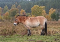 В «Смоленском Поозерье» поселились еще три лошади Пржевальского