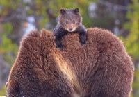 В Смоленске отметят День медведя