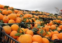 230 тонн овощей и фруктов из Израиля и Турции уничтожены под Смоленском