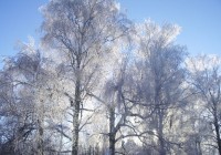 В Смоленск пришло резкое похолодание