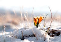 8 марта в Смоленске будет тепло и ясно