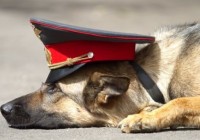 Смоленские полицейские поймали автомобильного вора благодаря собаке