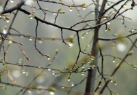 7 апреля в Смоленске пройдут дожди