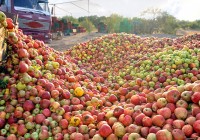 Под смоленском уничтожили незаконные «пивные» яблоки