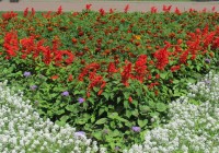 На Смоленские цветы потратят около 3 миллионов рублей