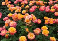 Две аллеи роз из Узбекистана высадили в Смоленске