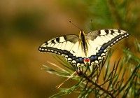 В Смоленском Поозерье поселятся редкие бабочки и амфибии