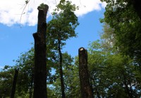 В смоленских парках вырубают старые деревья