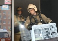 Опубликовано видео спасения животных из горящего зоомагазина в Смоленске