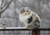 В Смоленске ожидается мокрый снег и метели