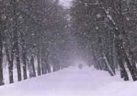 Зима не спешит покинуть Смоленск