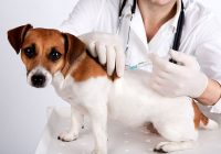 Бесплатная вакцинация животных от бешенства началась в Смоленской области