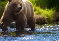 В Вяземском районе медведь напал на двух грибников 