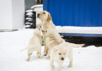 В «Пожарно-спасательном центре» Смоленска появились щенки