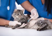 Смоленские ветеринары составили график вакцинации животных