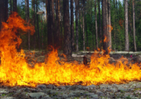 В семи районах Смоленской области введён особый противопожарный режим