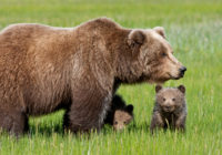 В Сафонове заметили медведицу с двумя медвежатами