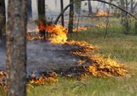 В Смоленской области объявлен высокий уровень пожарной опасности