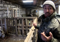 Смоленский приют для животных опубликовал видео о своих обитателях