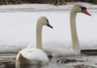 В Смоленском Поозерье сняли на видео пару прилетевших лебедей