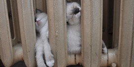 Регионы России теперь могут досрочно начинать отопительный сезон