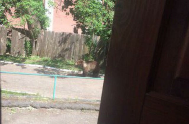 В Смоленской области медведь вышел прямо на улицы города