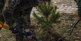 В Соловьиной роще высадили 50 саженцев сосен