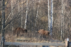 Изображение 151